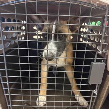 Connie -  Australian Cattle Dog Blue Heeler and Mixed Breed Dog for Adoption in Durango, Colorado - Connie | PetCurious