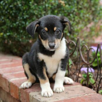 Shepherd and Hound Dogs Available for Adoption in Stormville, New York - CT Magnificent Maggie Avail May 16 (Tractor Supply- Putnam, CT) | PetCurious