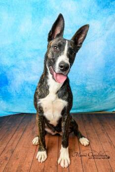 Loki -  Pit Bull Terrier Dog for Adoption in Rock Springs, Wyoming - Loki | PetCurious