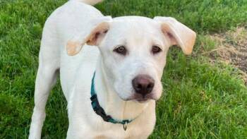 Alfie -  Yellow Labrador Retriever Dog for Adoption in Clinton, Wisconsin - Alfie | PetCurious