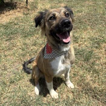 Lainey -  Shepherd Dog for Adoption in Pilot Point, Texas - Lainey | PetCurious