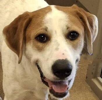 Lunar -  Great Pyrenees and Mixed Breed Dog for Adoption in Brenham, Texas - Lunar | PetCurious