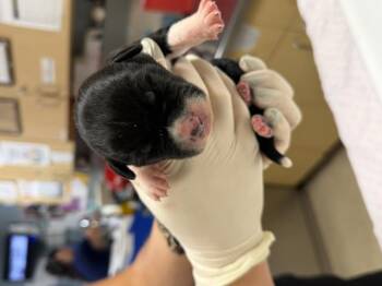 A1933359 -  Pit Bull Terrier and Mixed Breed Dog for Adoption in Riverside, California - A1933359 | PetCurious