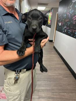 Rescue Labrador Retriever and Mixed Breed Dogs for Adoption in Hot Springs, Arkansas - Ranger | PetCurious