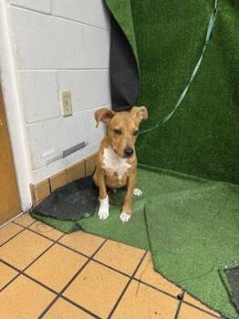 Scooter -  Black Mouth Cur and Mixed Breed Dog for Adoption in Gainesville, Florida - Scooter | PetCurious