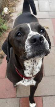 Hawk -  Pointer Dog for Adoption in Tama, Iowa - Hawk | PetCurious