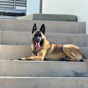 Rescue Belgian Shepherd Malinois Dogs for Adoption in Los Gatos, California - Pumpkin | PetCurious