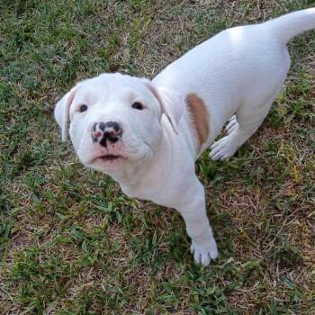 Pit Bull Terrier and Rhodesian Ridgeback Dogs Available for Adoption in Austin, Texas - Spot | PetCurious