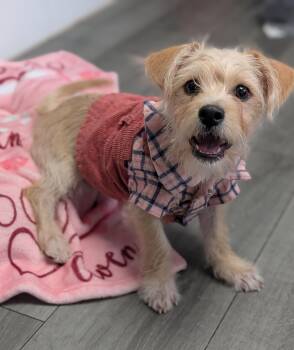 Spice -  Wirehaired Terrier Dog for Adoption in Plainfield, New Jersey - Spice | PetCurious