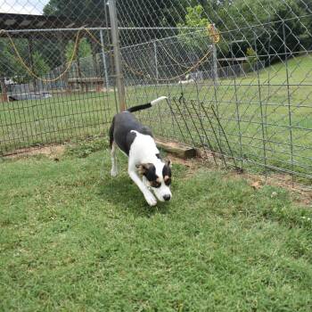 Terrier Dogs Available for Adoption - Kaylee | PetCurious