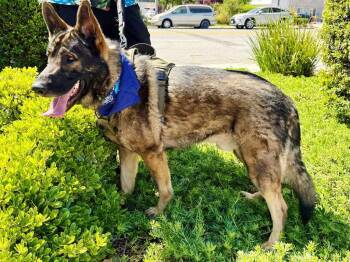 German Shepherd Dog and Belgian Shepherd Malinois Dogs Available for Adoption - Rocky | PetCurious