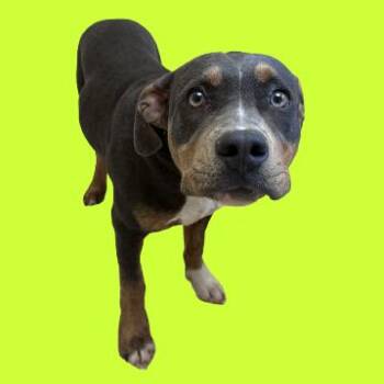 Pit Bull Terrier Dogs Available for Adoption in Tuscaloosa, Alabama - Bubby | PetCurious