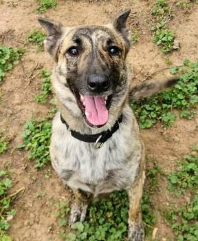 German Shepherd Dog and Mixed Breed Dogs Available for Adoption in Sacramento, California - DAISY | PetCurious