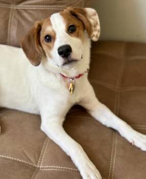 Beagle and Mixed Breed Dogs Available for Adoption in Malvern, Pennsylvania - Trucy | PetCurious