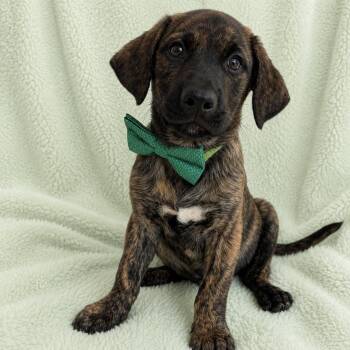 Dutch Shepherd and Terrier Dogs Available for Adoption in Poway, California - Bruno | PetCurious