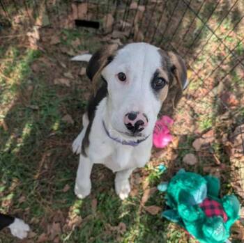 Rescue Hound and Collie Dogs for Adoption in West Plains, Missouri - Smokey | PetCurious