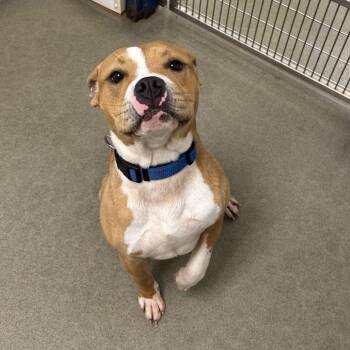 Mixed Breed Dogs Available for Adoption in Rocky Mount, Virginia - Bib | PetCurious