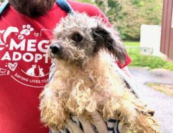 Mixed Breed Dogs Available for Adoption in West Chester, Pennsylvania - Spiraea | PetCurious