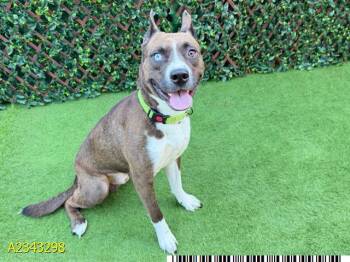FOXTROT -  Mixed Breed Dog for Adoption in West Palm Beach, Florida - FOXTROT | PetCurious