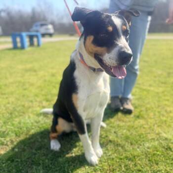 Mixed Breed Dogs Available for Adoption in West Point, Mississippi - Porkchop | PetCurious