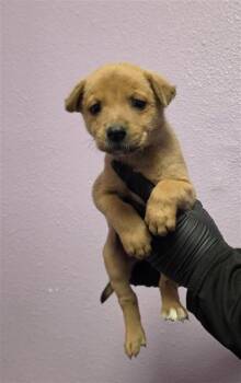 61621444 -  Shepherd and Mixed Breed Dog for Adoption in El Paso, Texas - 61621444 | PetCurious