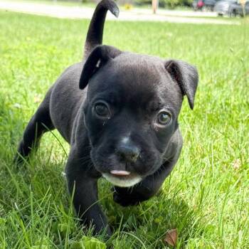 Olive -  American Bully Dog for Adoption in Ottawa Hills, Ohio - Olive | PetCurious