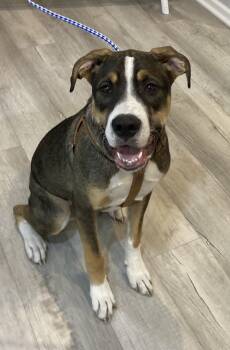 Rescue Hound Dogs for Adoption in Atlantic City, New Jersey - Alfalfa | PetCurious