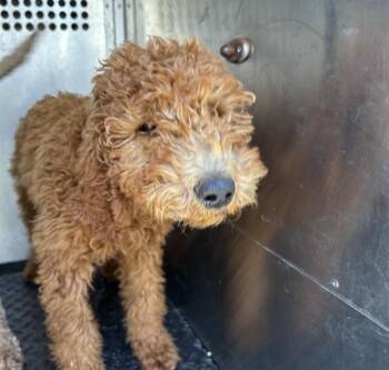 DAISY -  Labrador Retriever and Poodle Dog for Adoption in Rancho Cucamonga, California - DAISY | PetCurious