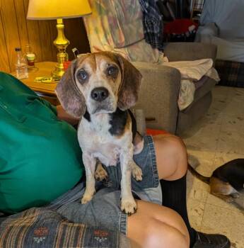 Rescue Beagle Dogs for Adoption in Waldorf, Maryland - Winnie Charles | PetCurious
