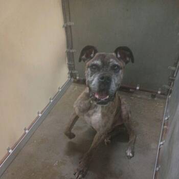 Joe Boxer -  Mixed Breed Dog for Adoption in Columbiana, Alabama - Joe Boxer | PetCurious