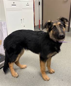 Rescue German Shepherd Dog Dogs for Adoption in Ontario, California - ABBY | PetCurious