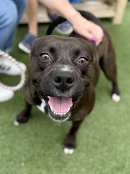 Rescue Pit Bull Terrier Dogs for Adoption in Topeka, Kansas - Carl | PetCurious