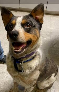 Australian Cattle Dog Blue Heeler Dogs Available for Adoption - Lincoln | PetCurious
