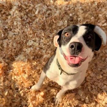 Rescue Mixed Breed Dogs for Adoption in Quitman, Texas - IZZY | PetCurious