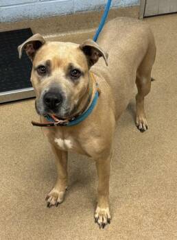 Orlantha -  Mixed Breed Dog for Adoption in Chamblee, Georgia - Orlantha | PetCurious