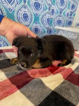 Kit Kat -  Shepherd and Mixed Breed Dog for Adoption in Moriarty, New Mexico - Kit Kat | PetCurious