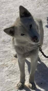 Husky Dogs Available for Adoption in Anchorage, Alaska - Atlas | PetCurious