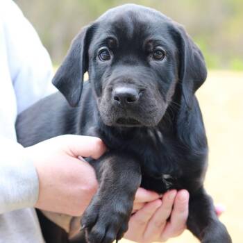 Black Labrador Retriever and Rottweiler Dogs Available for Adoption in Stormville, New York - CT Loki | PetCurious