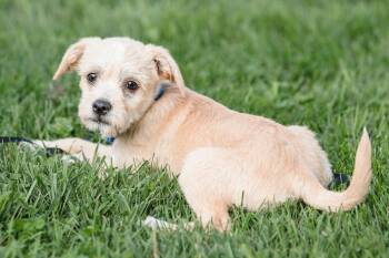 Quebec -  Terrier Dog for Adoption in Waunakee, Wisconsin - Quebec | PetCurious