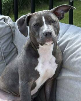 Charlie - Adopted -  Mixed Breed Dog for Adoption in Grand Rapids, Michigan - Charlie - Adopted | PetCurious