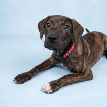 Cove -  Mixed Breed Dog for Adoption in Bangall, New York - Cove | PetCurious