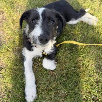 Sonny -  Mixed Breed Dog for Adoption in West Olive, Michigan - Sonny | PetCurious