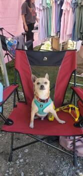 Rico -  Chihuahua Dog for Adoption in Brewster, New York - Rico | PetCurious