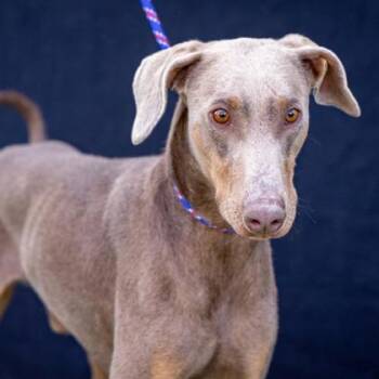 Rescue Doberman Pinscher and Mixed Breed Dogs for Adoption in El Paso, Texas - Kreacher* | PetCurious