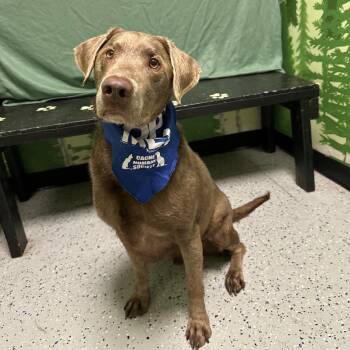 Gus -  Labrador Retriever Dog for Adoption in Logan, Utah - Gus | PetCurious