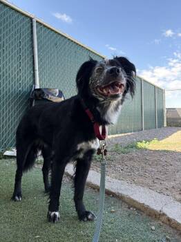 Kiara -  Australian Shepherd and Mixed Breed Dog for Adoption in Fruit Heights, Utah - Kiara | PetCurious