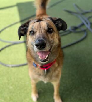 Labrador Retriever and Shepherd Dogs Available for Adoption in Columbia, Illinois - Milan (Queen) | PetCurious