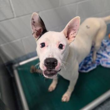 POTATO SOUP -  Pit Bull Terrier Dog for Adoption in Greensboro, North Carolina - POTATO SOUP | PetCurious