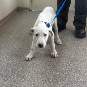 Howie -  Pit Bull Terrier Dog for Adoption in Reno, Nevada - Howie | PetCurious