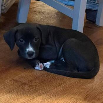 Chocolate Chunk -  Pit Bull Terrier and Great Dane Dog for Adoption in Hilton, New York - Chocolate Chunk | PetCurious